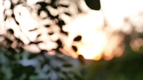 Branches of Sun sunset Stock Footage 91338533