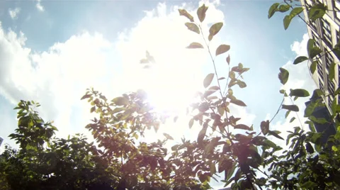 Branches in sunlight Video stock 37536506