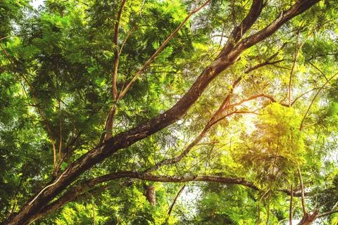 Branches with sunlight in garden. Stock-Fotos