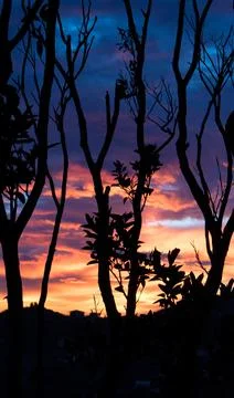 Branches at Sunset 库存照片