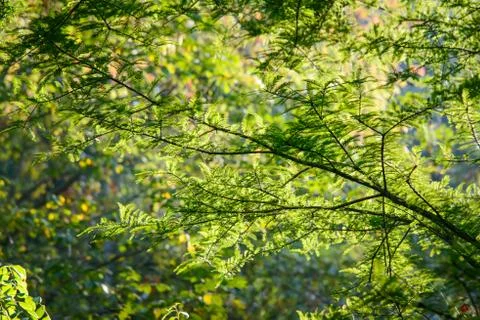 Branches with sunshine Stock Photos