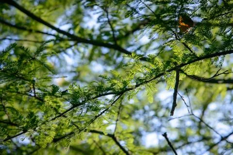 Branches with sunshine Stock Photos