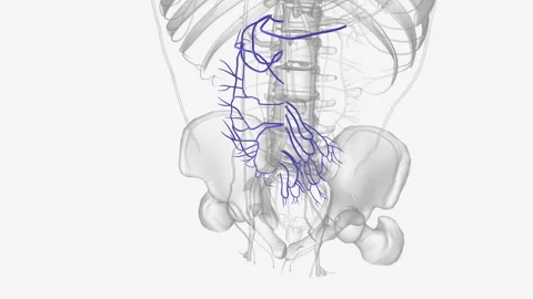 Branches of superior mesenteric vein Stock Footage 271034265