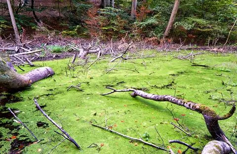 Branches in the swamp at the forest. Stock Photos