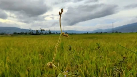 Branches sway before dusk 스톡 동영상 302778409