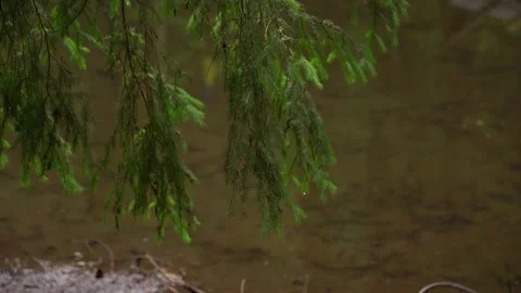 Branches sway gently over calm water in a peaceful nature setting Video stock 319022628