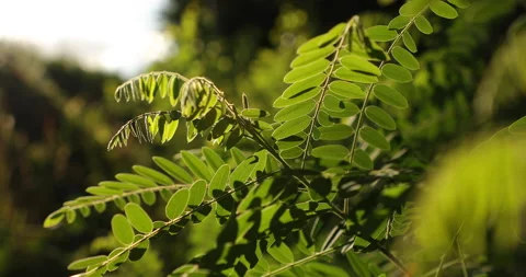 Branches sway in the wind, close-up Video stock 135486361