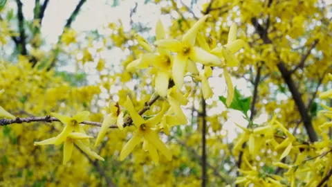 The branches sway in the wind. Yellow tree 動画素材 108301919