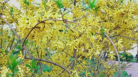 The branches sway in the wind. Yellow tree Stock-Footage 108302209