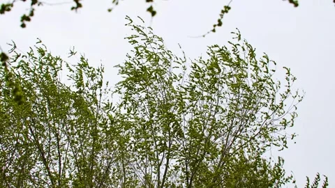 The branches swayed in the wind Stock Footage 257060913