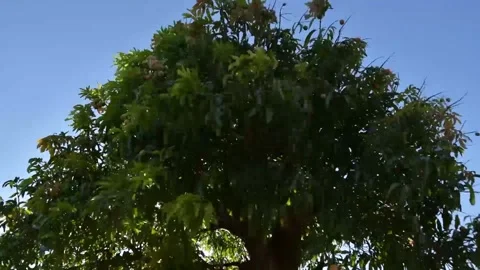 Branches Swaying with the Breeze Video stock 306638140