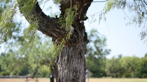Branches swaying gently in light breeze Stock Footage 138117752