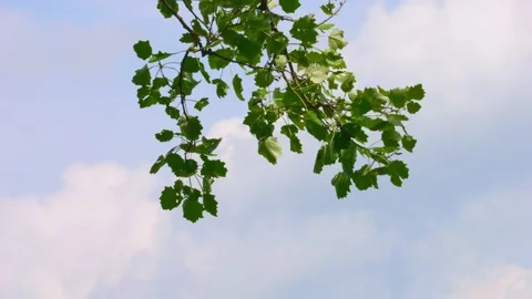Branches swaying on the wind and sky reflecting on the surface of the lake Vídeo Stock 241097867