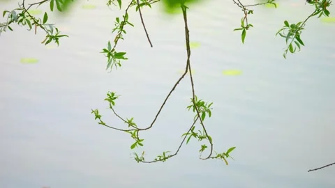 Branches swaying on the wind and sky reflecting on the surface of the lake Stockbeeldmateriaal 241097882