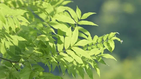 Branches swaying on the wind and sunlight and river reflecting on green leaves Stock-Footage 279581433