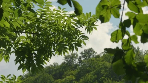 Branches swaying on the wind and sunlight and river reflecting on green leaves 스톡 동영상 279581526