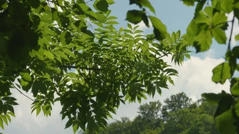 Branches swaying on the wind and sunlight and river reflecting on green leaves Stock-Footage 279581593
