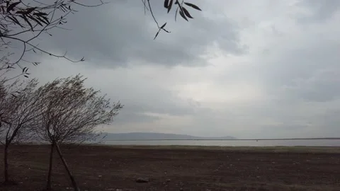 Branches swaying in the wind in cloudy weather. Stock Footage 219112482