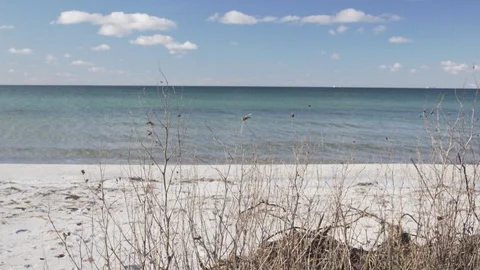 Branches Swaying in the Wind by The Coastline Stock Footage 86517204