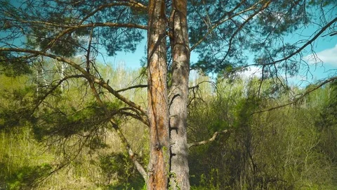 The branches swaying in the wind Stock Footage 75468460