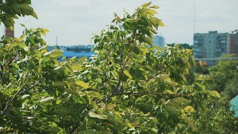 Branches swaying in the wind Stock Footage 90013159