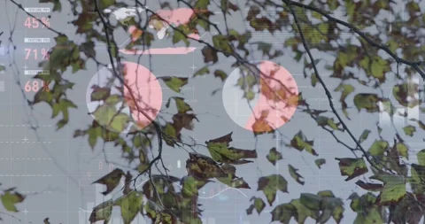 Branches swaying in wind while data updating HUD: bars, line, pulsing circles Stock Footage 331026290