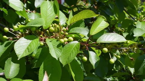 Branches of a sweet cherry tree with unripe green berries Stock Footage 280473816