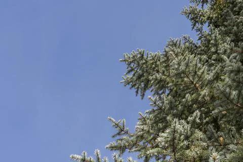 Branches of a tall pine tree against a blue sky Stock Photos