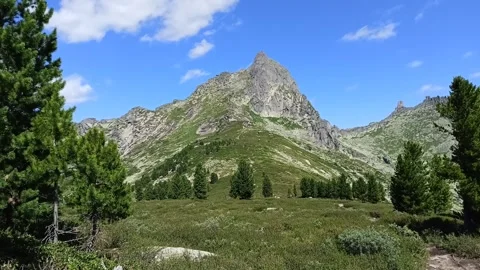 Branches of tall pines swaying in the wind at the foot of a high cliff Stock Footage 279038228