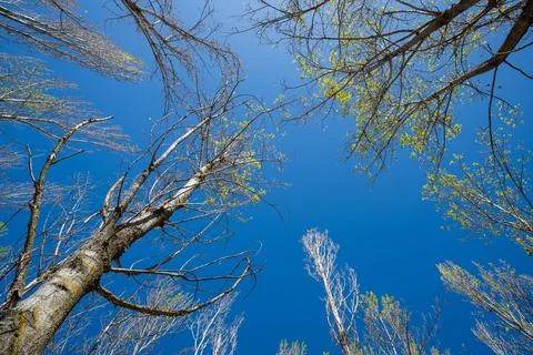 Branches of tall trees stretch upward against clear, bright blue sky. Fresh.. Stock Photos