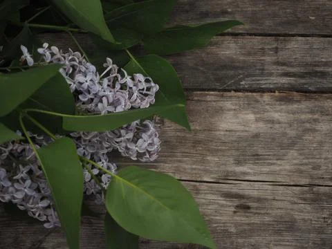 Branches of tender lilac lie on the table. Stock Photos