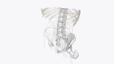 Branches of thoracic spinal 3d Stock Illustration