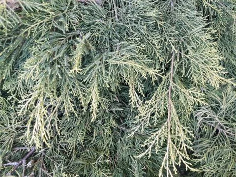 Branches of thuja close up Stock Photos
