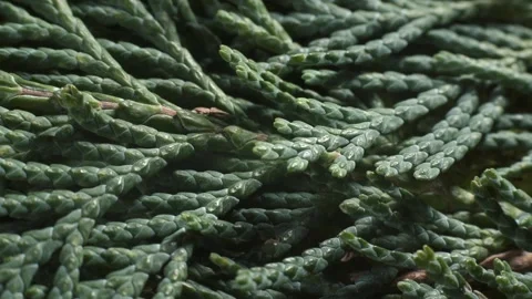 Branches of Thuja occidentalis - Cypress. Structure of foliage. Macro shot. Stock Footage 293929700