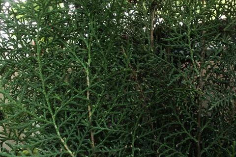 Branches of thuja trees Stock Photos