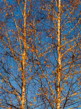 Branches of the top of a leafless tree in autumn Foto stock