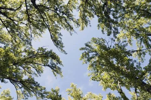 Branches from the top of various trees Foto stock