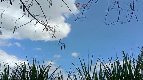 Branches touch the sky. Vídeos de archivo 333896779
