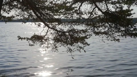 The branches of a tree above the river water. Autumn. Stock Footage 285335422