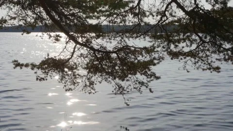 The branches of a tree above the river water. Autumn. Stock-Footage 285335430