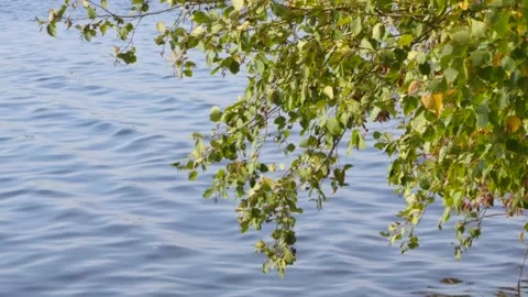 The branches of a tree above the river water. Autumn. Stock Footage 285335966