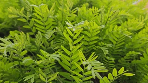 Branches of a tree like to an acacia with green fresh foliage Stock Footage 245541935