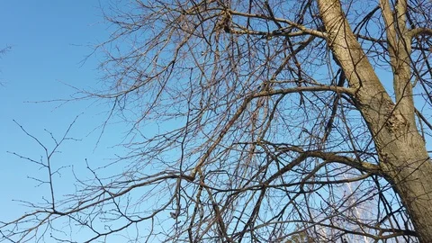 Branches of a tree against blue sky in winter. Little bird flies Stock Footage 124367260