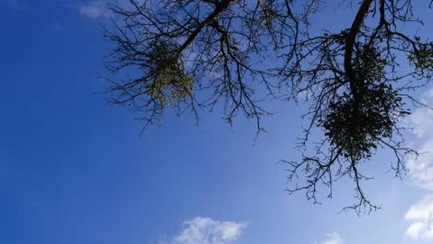 Branches of a tree against blue sky and clouds in background during spring time Stock Photos