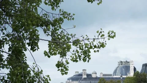 Branches Of A Tree Against Cloudy Sky In Paris, France - low angle Stock Footage 229691230
