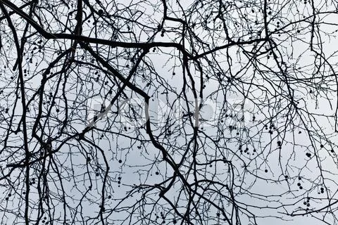 Branches of a tree against the dark blue sky Stock Photos