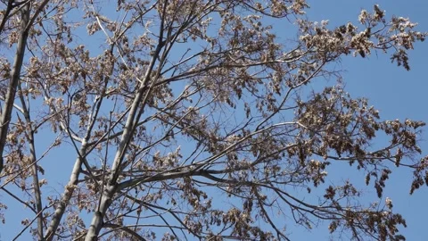 Branches of a tree against the sky Video stock 172236296