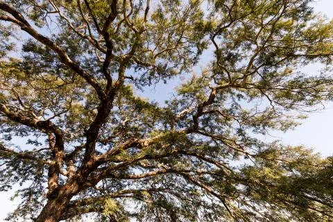 Branches of a tree against the sky Stock-Fotos