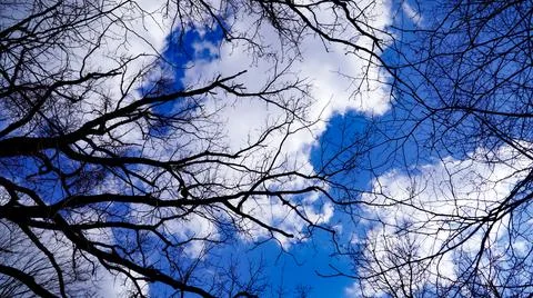 Branches of a tree against the sky Stock Photos