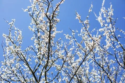 Branches of a tree against the sky. Spring background Stock Photos